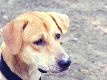 可爱流浪犬肖像图片
