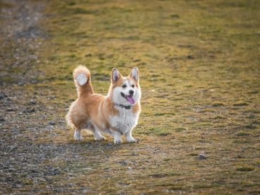 可爱彭布罗克威尔士柯基犬图片