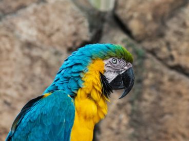 金刚鹦鹉鸟图片