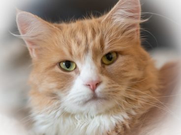 西伯利亚猫可爱图片