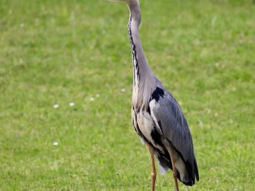 绿色草地野生苍鹭摄影图片