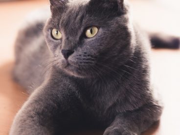 夏特尔猫图片