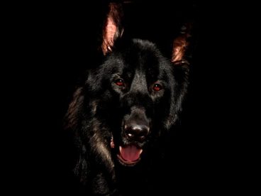 纯黑牧羊犬图片