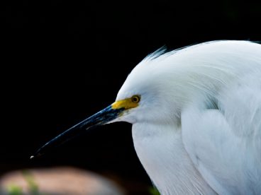 野生大白鹭摄影图片