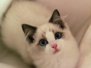 布偶猫