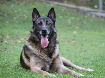 比利时牧羊犬狗狗图片