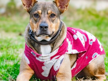 趴在草地可爱萌宠狗狗摄影图片