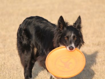 边境牧羊犬杂耍图片