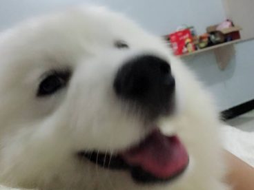 五十斤重的大胖纸一枚