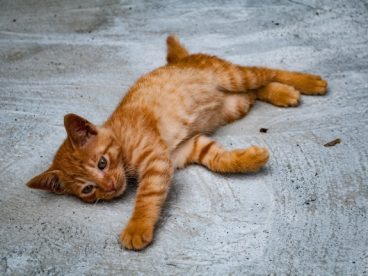 躺在地上的橙色虎斑猫图片