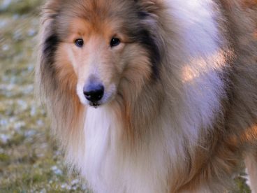 棕白相间苏格兰牧羊犬摄影图片