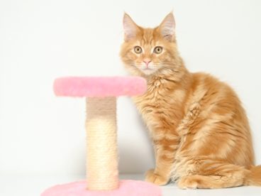 缅因库恩猫图片