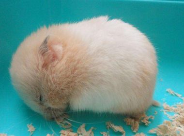 金丝熊寿命 你一定得知道的事!