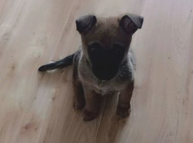 偷看美女洗澡的狗狗,去浴室冼澡也可以碰到这类色狗,狗妈妈知道吗