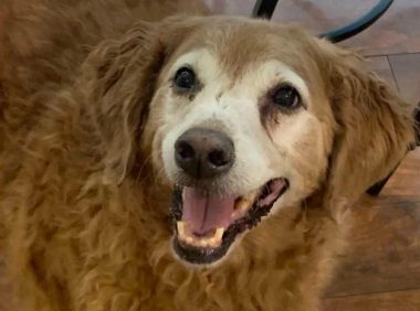 汪星人宁可大冬天在门外挨冻也不回家，原来是为了骗一口小零食吃