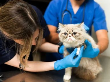 猫咪隐藏痛苦的 14 个微妙迹象，你注意到了吗？