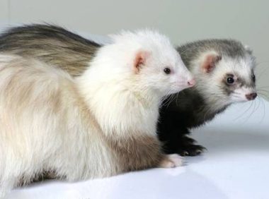 宠物貂寿命,完美的一生需要用心