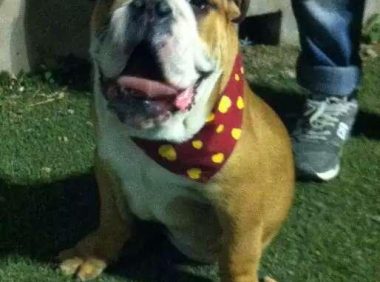 北京：送爱犬去动物医院洗澡 结果被实习生憋死