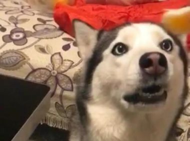 主人拿着零食对二哈催眠,二哈眼神迷离