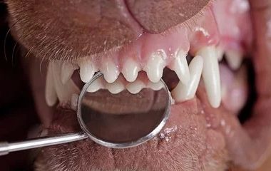 治疗宠物牙病的 4 种方法