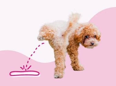 为什么我的狗狗会尿血？8 种可能的原因