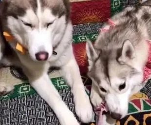 哈士奇为了零食惹的老婆大怒，主人：每日一撩，不惹急了绝不罢休