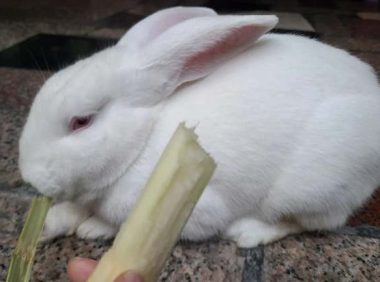 兔子能吃甘蔗吗