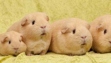 荷兰猪能长多大，原来是这样的“小不点”