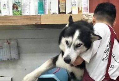 网友骗哈士奇出去玩,当知道是去洗澡之后,哈士奇的表情亮了!