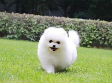 博美拉稀怎么办