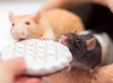 仓鼠用什么磨牙？仓鼠磨牙用什么最好