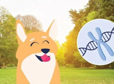 狗狗也会得唐氏综合症?