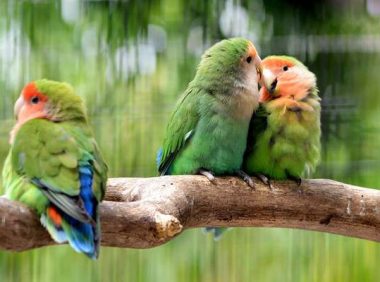 牡丹鹦鹉几个月性成熟可以繁殖