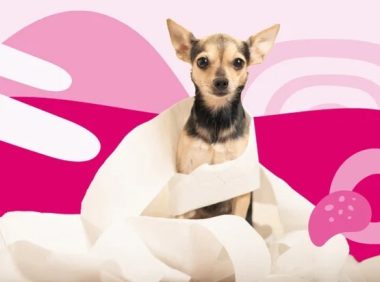 狗狗便秘:原因、症状和治疗方法