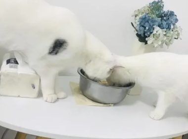 网友养了一只猫，偷吃零食被主人发现后，做出了这举动！