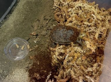 乌龟出眠后腐皮腐甲怎么处理？详细说一下造成原因与解决办法