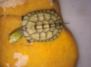 乌龟张嘴呼吸是肺炎吗？我的龟竟然频繁张嘴呼吸了！