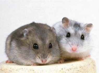 仓鼠的寿命,这辈子要对它们好些