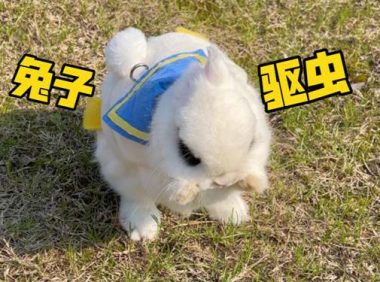 兔子需要驱虫吗?