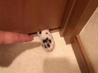 家里猫主子居然是个LSP，连洗澡、上厕所都要跟着！