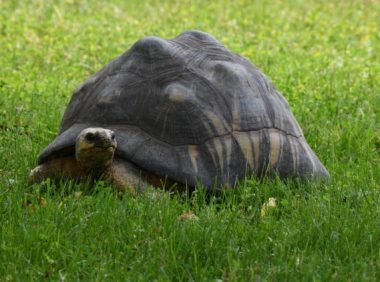 老龄爬宠的特殊护理需求