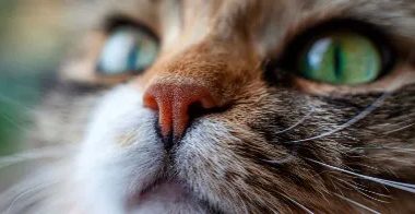 猫咪鼻子干燥、破裂？这些原因和治疗方法你需要知道