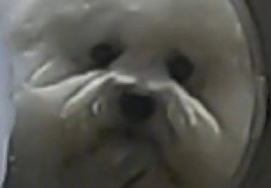 主人给狗狗洗澡时，给它弄了个超大型的狗头造型设计，狗：我头变变大？