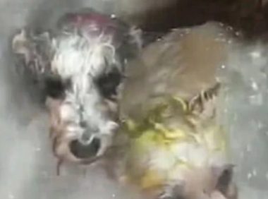 妻子帮狗洗澡却不让人进，男子隔着门缝偷看，随后默默关上了门