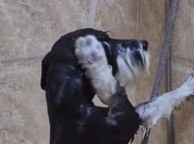 四川一狗子“成精了”,趁着主人拿沐浴露,竟然自己把澡给洗了