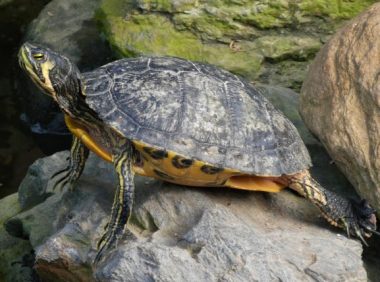 乌龟腐甲/腐皮病家庭处理指南