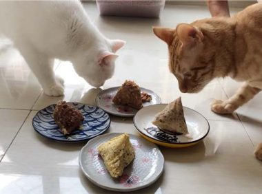 猫咪可以吃粽子吗?