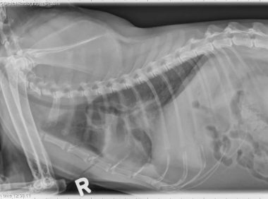 如何识别猫咪呼吸系统异常：12 岁短毛猫案例研究