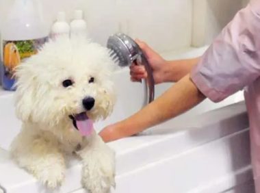 狗狗也有专用沐浴露，请停止人用沐浴露洗