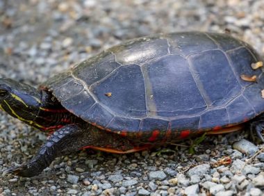龟类喙部过长:如何修剪与提供磨喙物